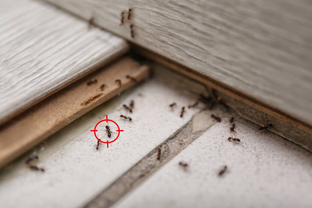 Trusted Amherst, WI Pest Control Experts