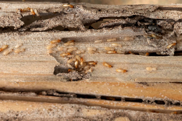 Best Affordable Pest Control Services  in Amherst, WI